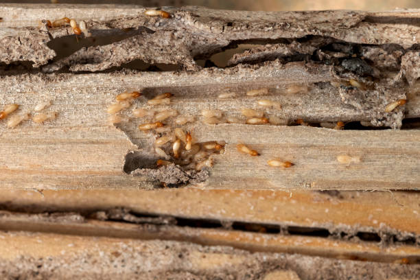 Best Local Pest Control Services  in Fort Clark Springs, TX